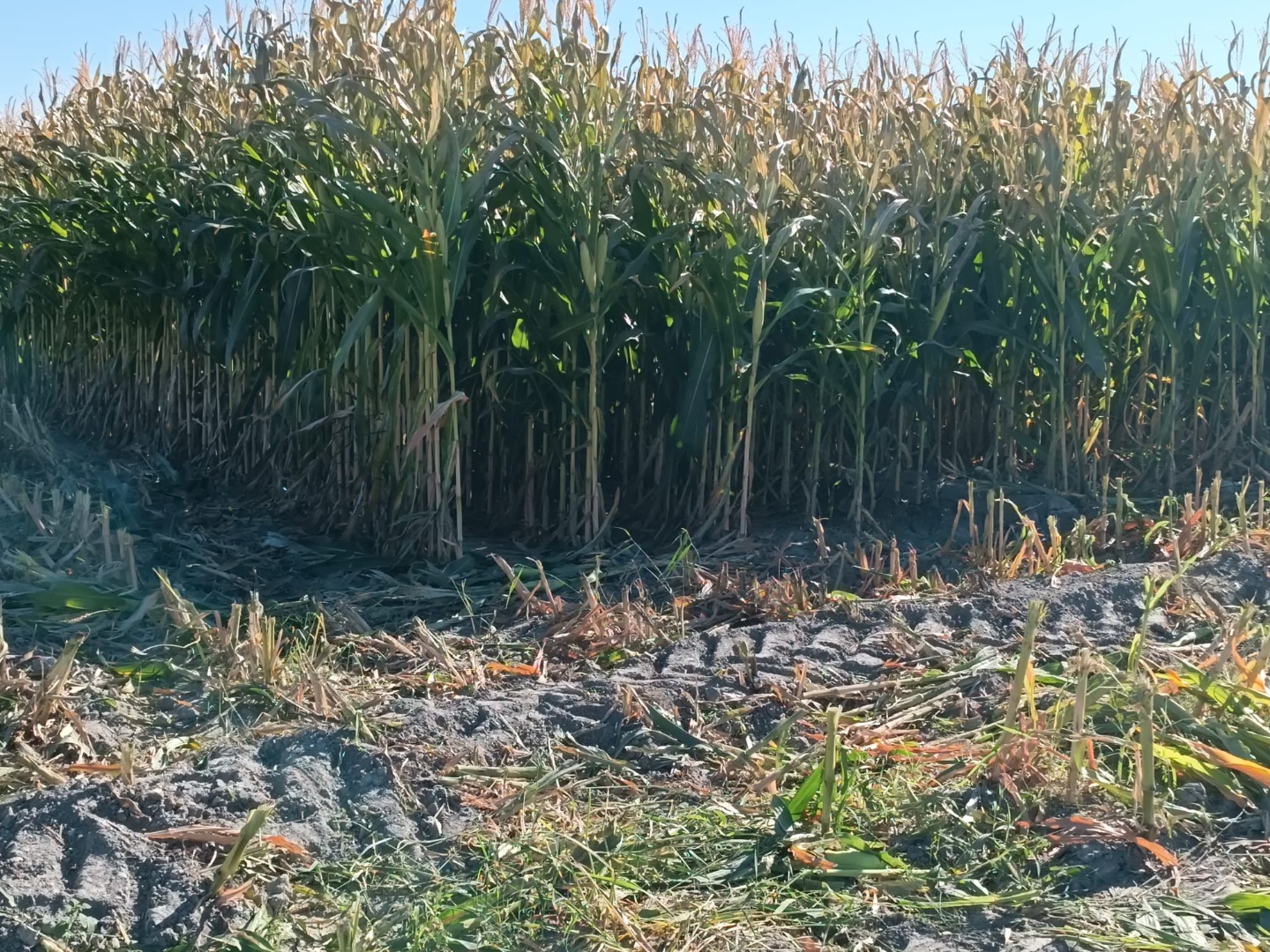 KAYSERİ DEVELİ SİNDELHÖYÜK MAHALLESİ AYLAN VE SALKIM MEVKİİNDE SATILIK TARLA